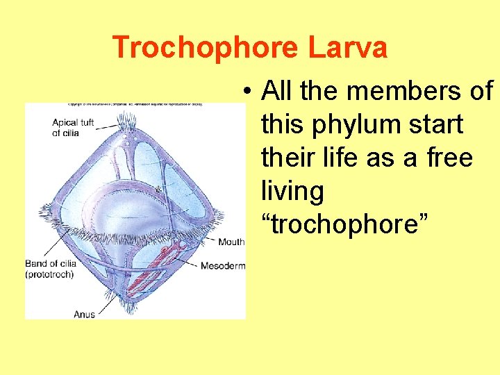 Trochophore Larva • All the members of this phylum start their life as a Trochophore Larva • All the members of this phylum start their life as a