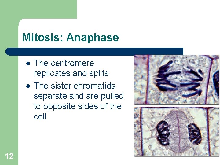 Mitosis: Anaphase l l 12 The centromere replicates and splits The sister chromatids separate
