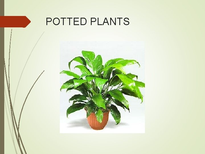POTTED PLANTS 