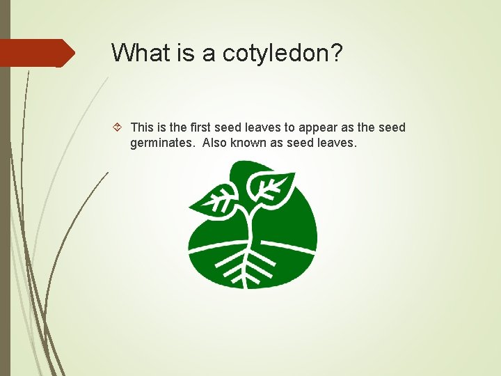 What is a cotyledon? This is the first seed leaves to appear as the