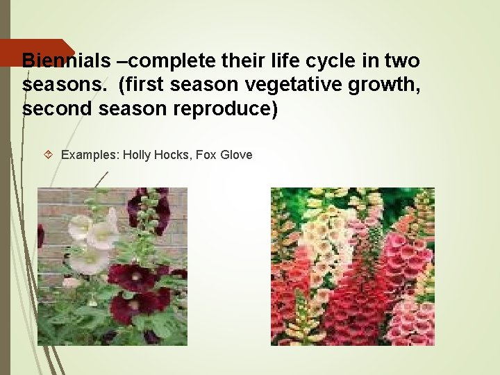 Biennials –complete their life cycle in two seasons. (first season vegetative growth, second season