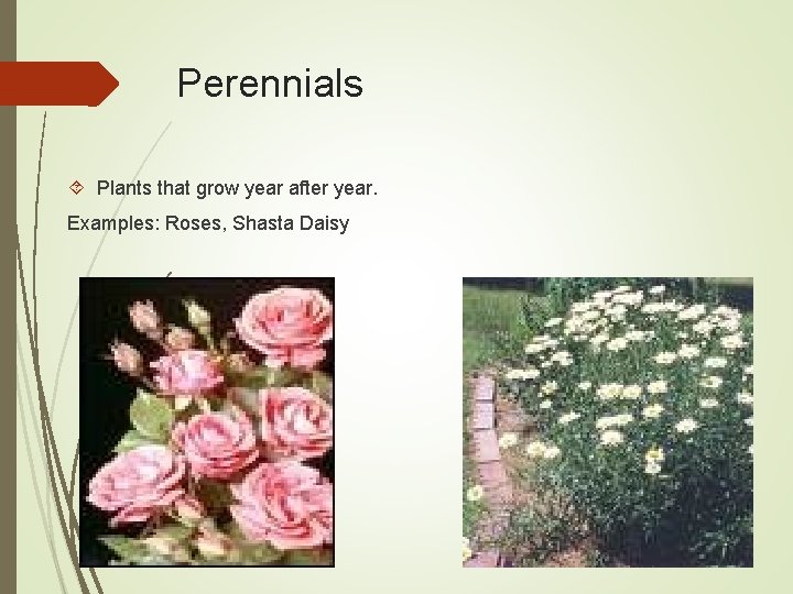 Perennials Plants that grow year after year. Examples: Roses, Shasta Daisy 