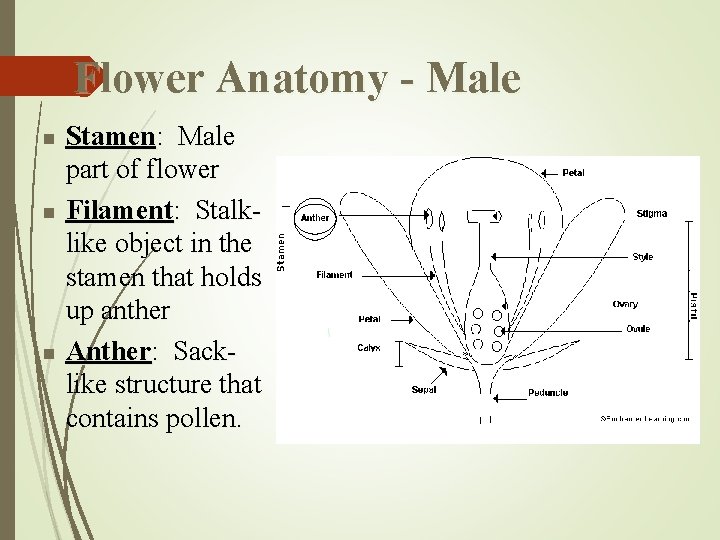 Flower Anatomy - Male n n n Stamen: Male part of flower Filament: Stalklike