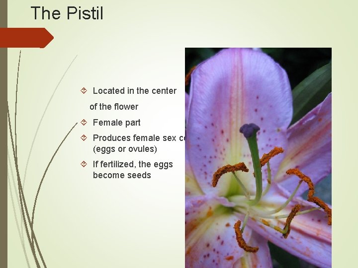The Pistil Located in the center of the flower Female part Produces female sex