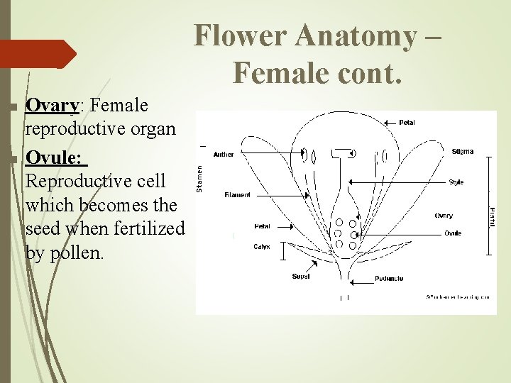 Flower Anatomy – Female cont. n n Ovary: Female reproductive organ Ovule: Reproductive cell