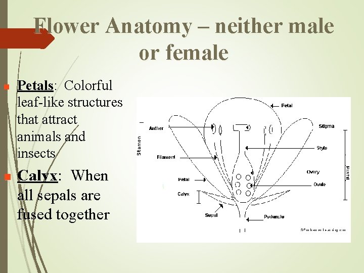 Flower Anatomy – neither male or female n n Petals: Colorful leaf-like structures that