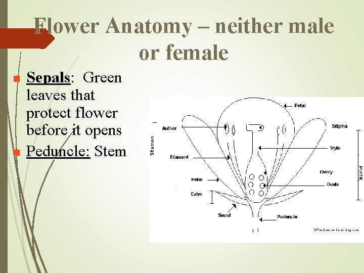 Flower Anatomy – neither male or female n n Sepals: Green leaves that protect