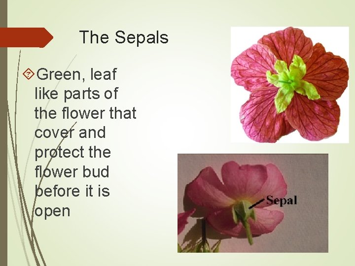 The Sepals Green, leaf like parts of the flower that cover and protect the