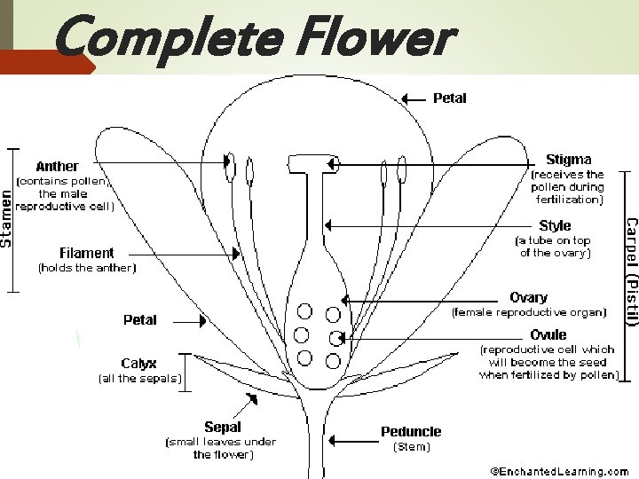Complete Flower 