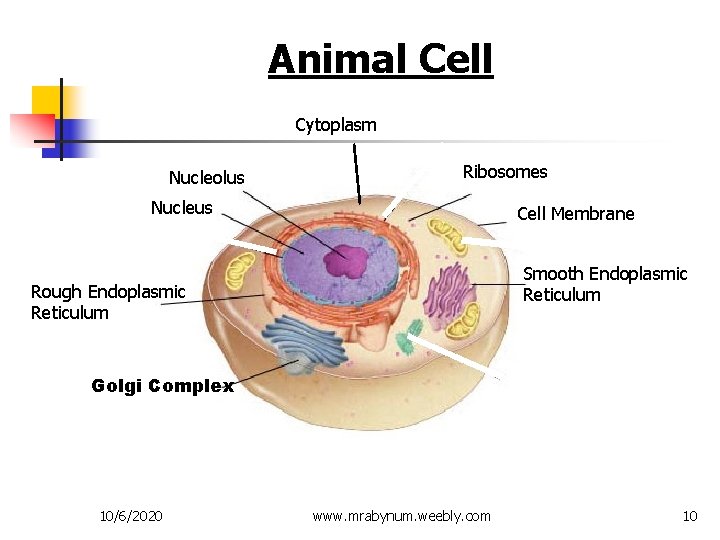 Figure 7 -5 Plant and Animal Cells Animal Cell Section 7 -2 Cytoplasm Nucleolus