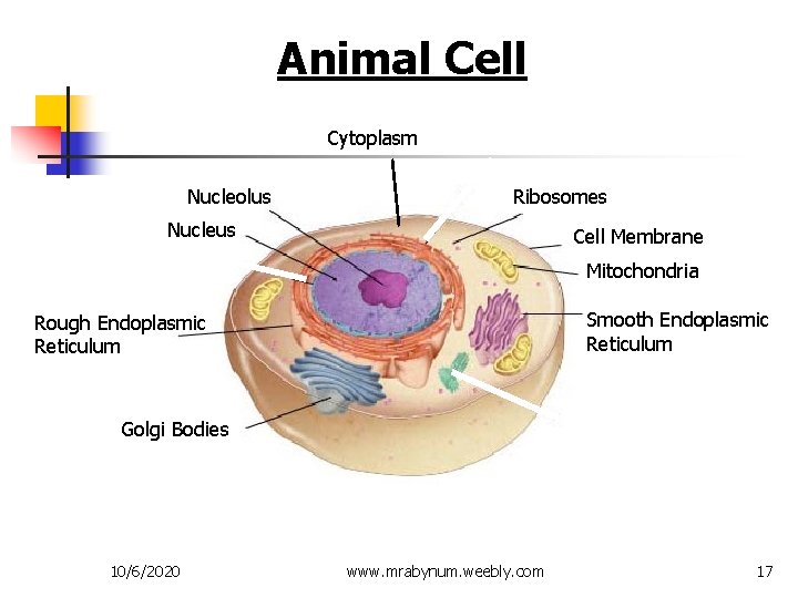 Animal Cell Cytoplasm Nucleolus Ribosomes Nucleus Cell Membrane Mitochondria Smooth Endoplasmic Reticulum Rough Endoplasmic