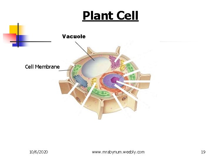 Figure 7 -5 Plant and Animal Cells Section 7 -2 Plant Cell Vacuole Cell