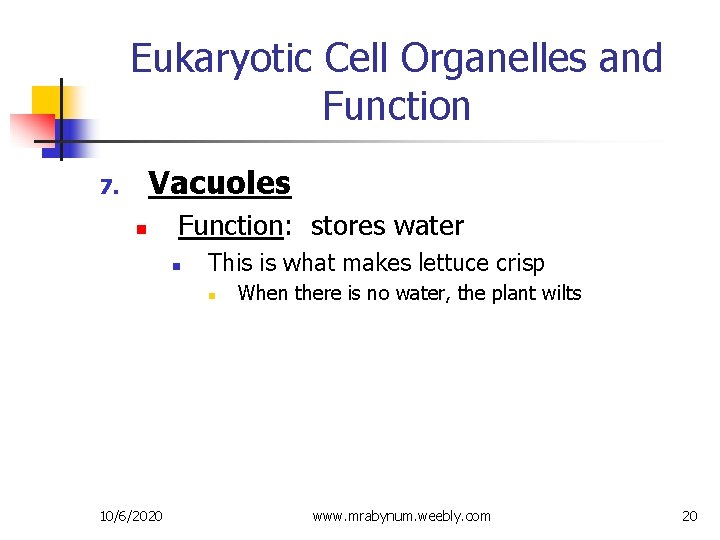 Eukaryotic Cell Organelles and Function Vacuoles 7. n Function: stores water n This is