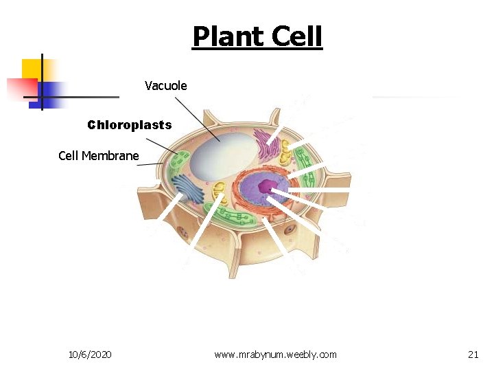 Figure 7 -5 Plant and Animal Cells Plant Cell Section 7 -2 Vacuole Chloroplasts