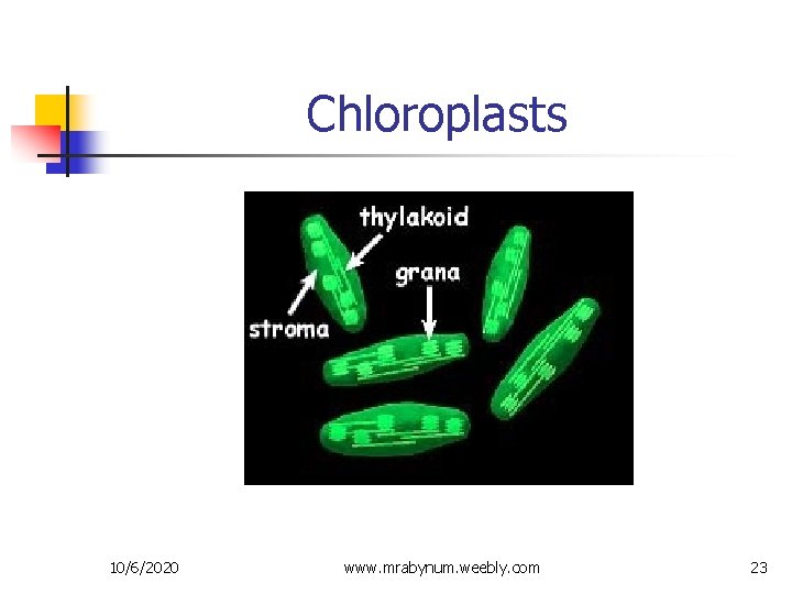 Chloroplasts 10/6/2020 www. mrabynum. weebly. com 23 