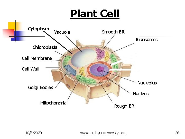 Plant Cell Cytoplasm Vacuole Smooth ER Ribosomes Chloroplasts Cell Membrane Cell Wall Nucleolus Golgi