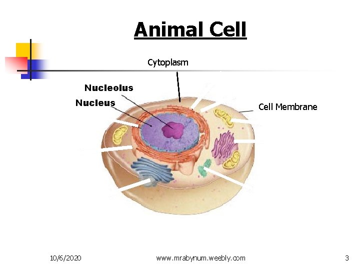 Figure 7 -5 Plant and Animal Cells Animal Cell Section 7 -2 Cytoplasm Nucleolus