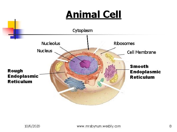 Figure 7 -5 Plant and Animal Cells Animal Cell Section 7 -2 Cytoplasm Nucleolus