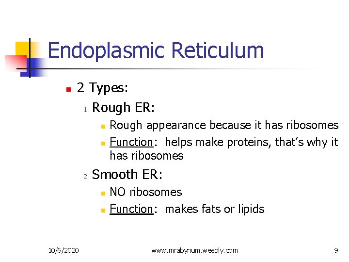 Endoplasmic Reticulum n 2 Types: 1. Rough ER: n n 2. Smooth ER: n