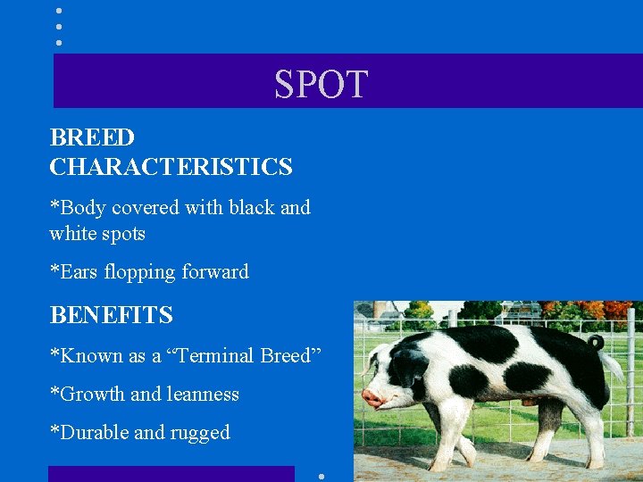 SPOT BREED CHARACTERISTICS *Body covered with black and white spots *Ears flopping forward BENEFITS