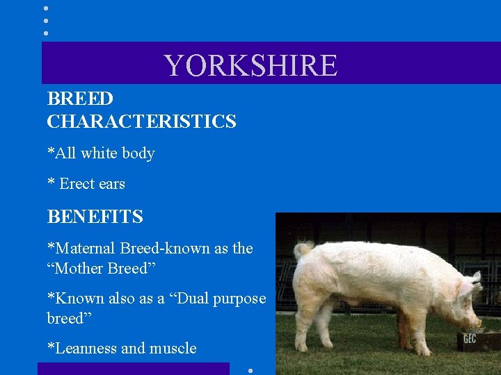 YORKSHIRE BREED CHARACTERISTICS *All white body * Erect ears BENEFITS *Maternal Breed-known as the