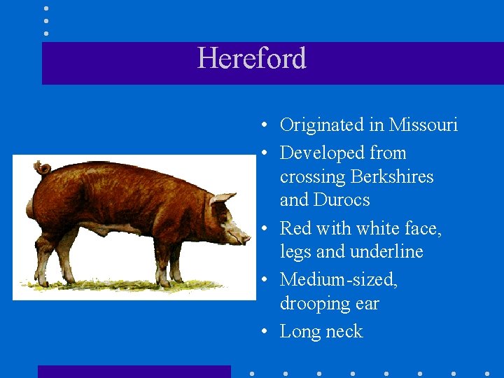 Hereford • Originated in Missouri • Developed from crossing Berkshires and Durocs • Red
