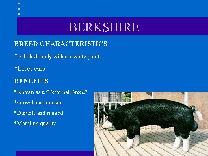 BERKSHIRE BREED CHARACTERISTICS *All black body with six white points *Erect ears BENEFITS *Known