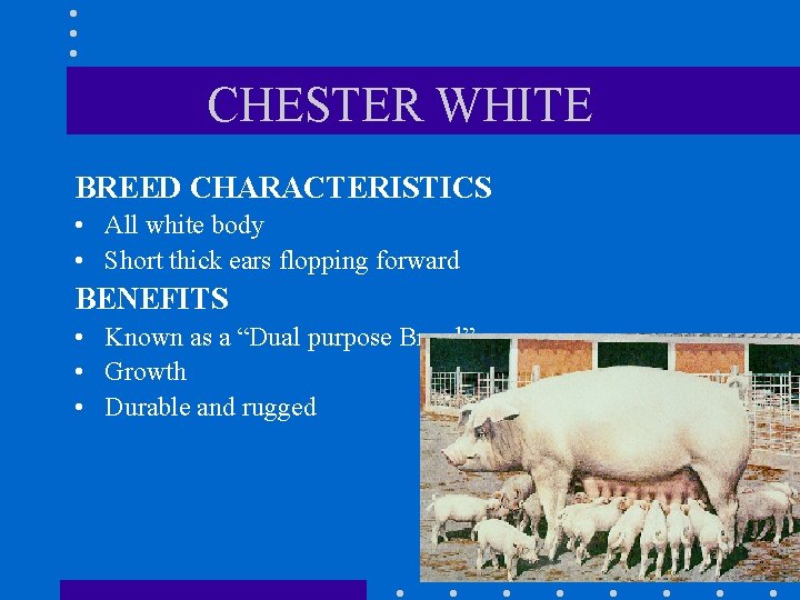 CHESTER WHITE BREED CHARACTERISTICS • All white body • Short thick ears flopping forward