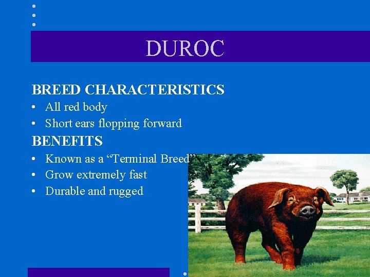 DUROC BREED CHARACTERISTICS • All red body • Short ears flopping forward BENEFITS •