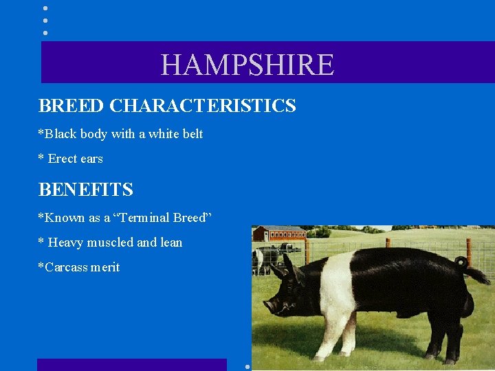 HAMPSHIRE BREED CHARACTERISTICS *Black body with a white belt * Erect ears BENEFITS *Known