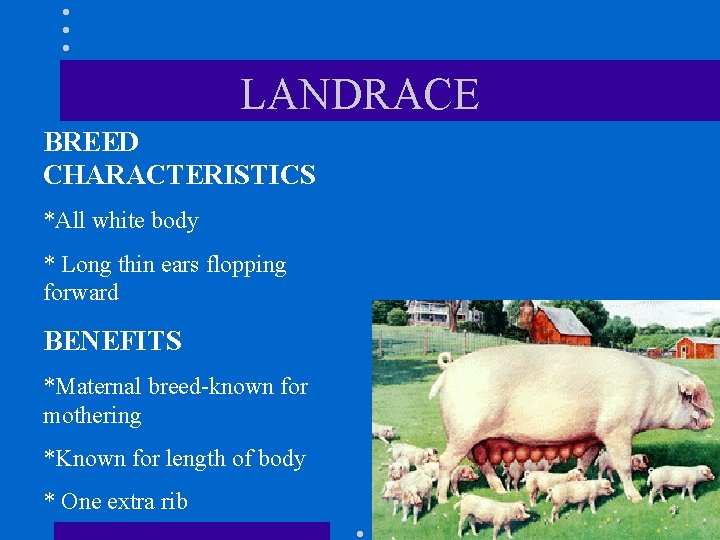 LANDRACE BREED CHARACTERISTICS *All white body * Long thin ears flopping forward BENEFITS *Maternal