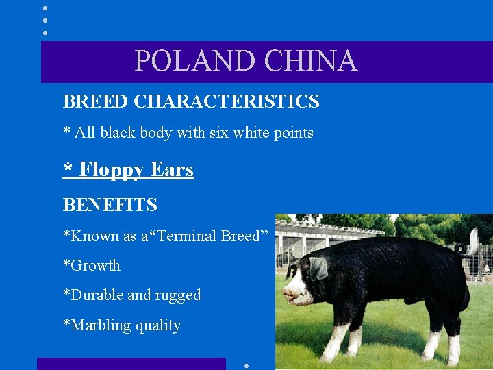 POLAND CHINA BREED CHARACTERISTICS * All black body with six white points * Floppy