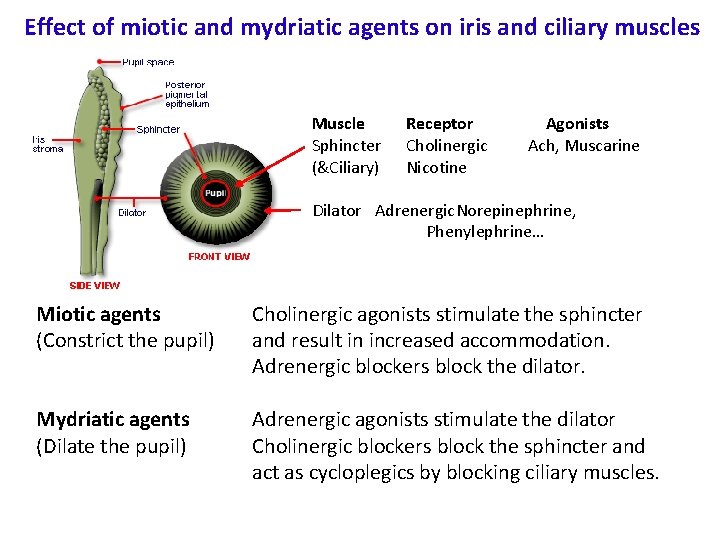 Effect of miotic and mydriatic agents on iris and ciliary muscles Muscle Sphincter (&Ciliary)