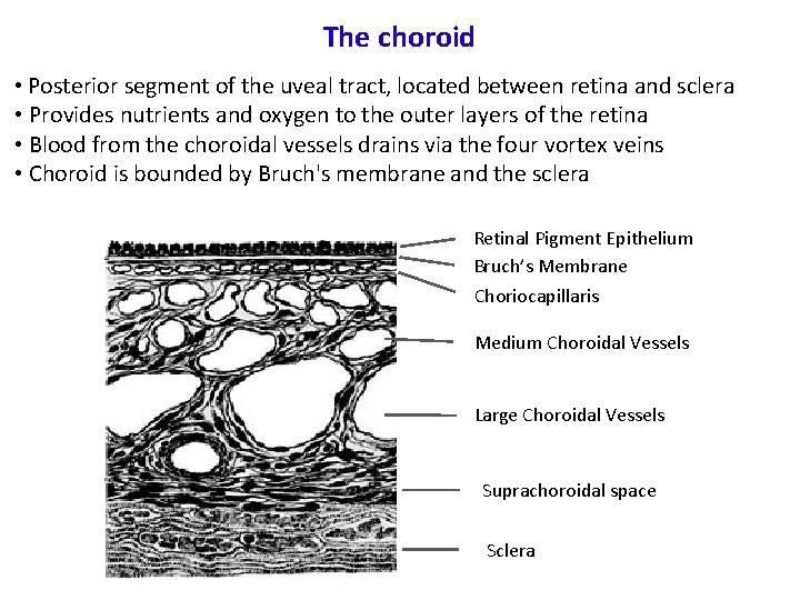 The choroid • Posterior segment of the uveal tract, located between retina and sclera