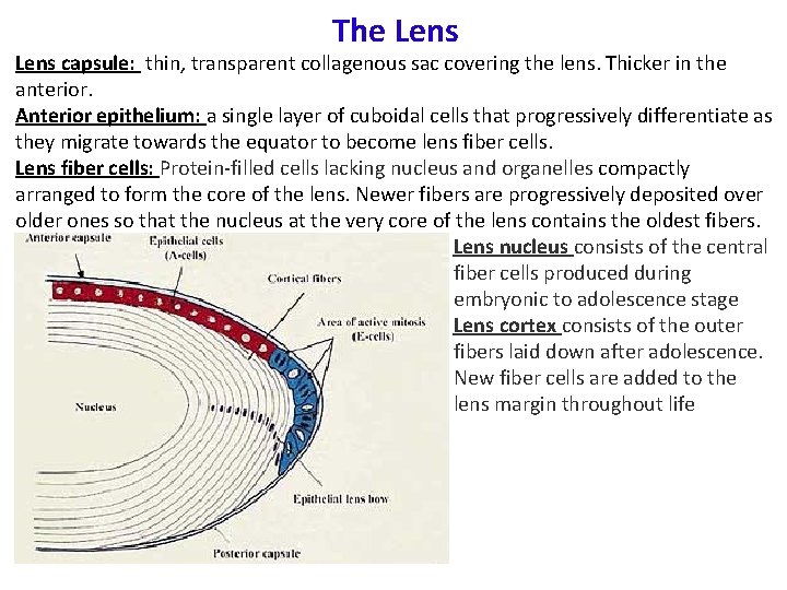 The Lens capsule: thin, transparent collagenous sac covering the lens. Thicker in the anterior.