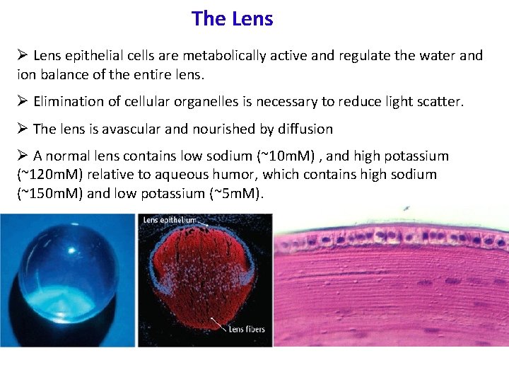 The Lens Ø Lens epithelial cells are metabolically active and regulate the water and