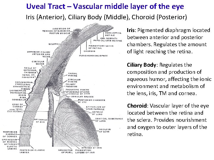 Uveal Tract – Vascular middle layer of the eye Iris (Anterior), Ciliary Body (Middle),