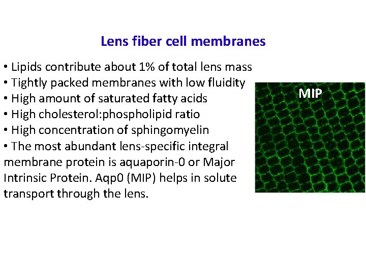 Lens fiber cell membranes • Lipids contribute about 1% of total lens mass •