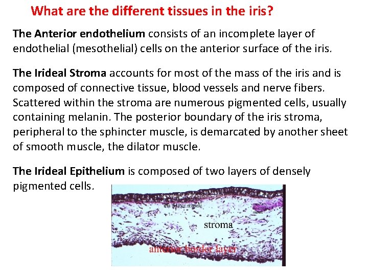 What are the different tissues in the iris? The Anterior endothelium consists of an
