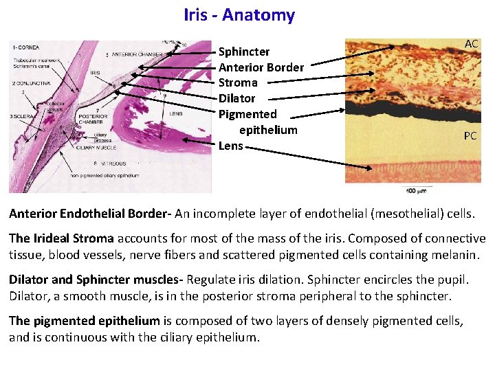 Iris - Anatomy Sphincter Anterior Border Stroma Dilator Pigmented epithelium Lens AC PC Anterior