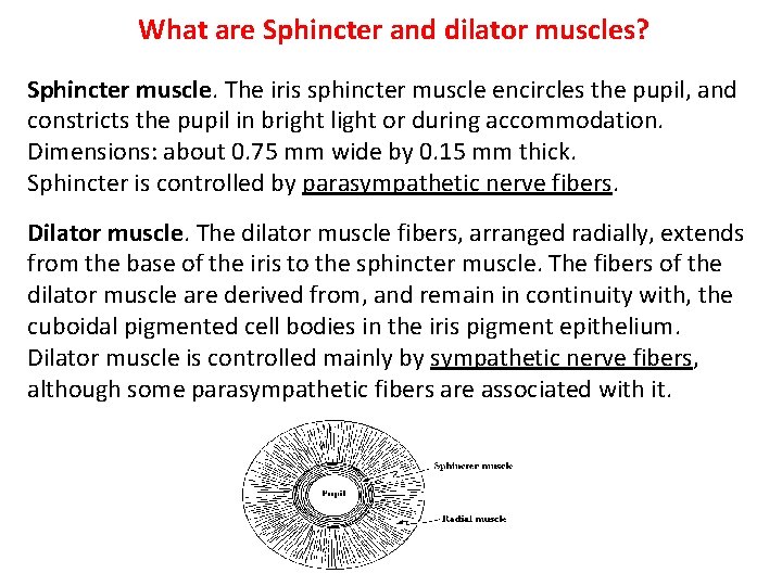 What are Sphincter and dilator muscles? Sphincter muscle. The iris sphincter muscle encircles the