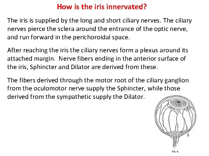 How is the iris innervated? The iris is supplied by the long and short