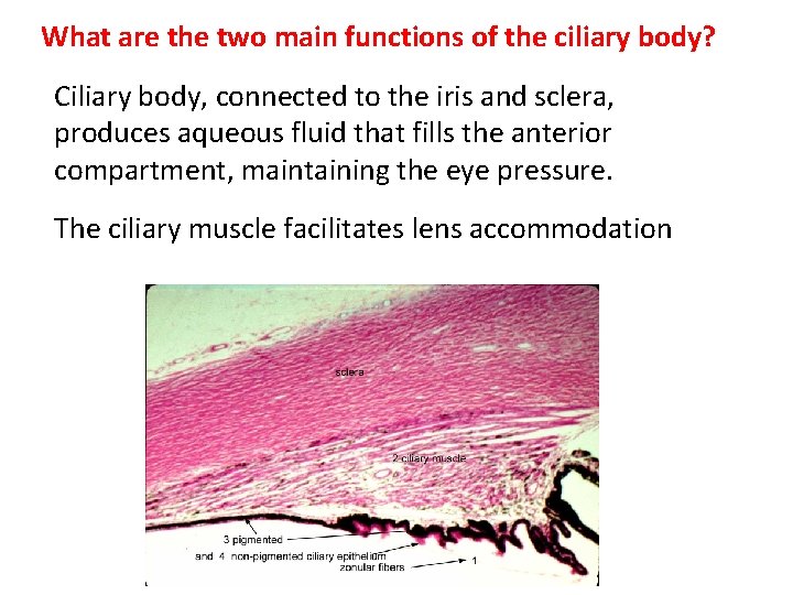 What are the two main functions of the ciliary body? Ciliary body, connected to