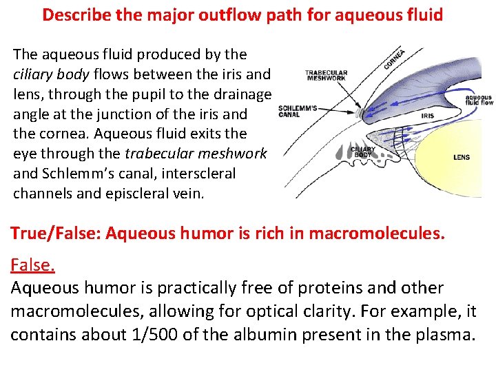 Describe the major outflow path for aqueous fluid The aqueous fluid produced by the