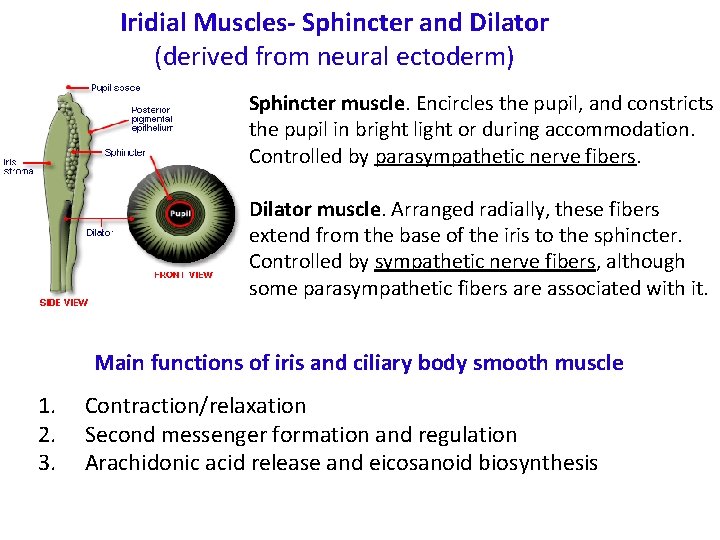 Iridial Muscles- Sphincter and Dilator (derived from neural ectoderm) Sphincter muscle. Encircles the pupil,