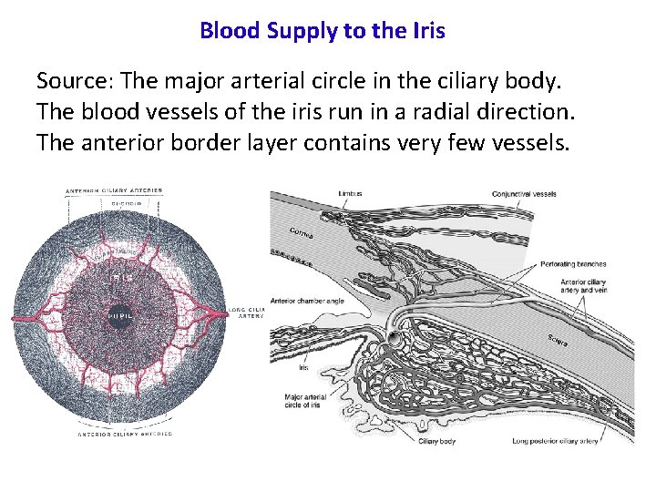 Blood Supply to the Iris Source: The major arterial circle in the ciliary body.