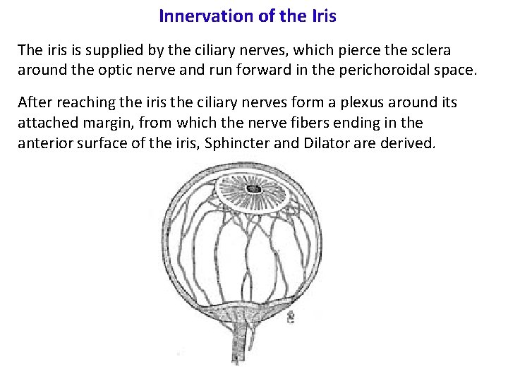 Innervation of the Iris The iris is supplied by the ciliary nerves, which pierce