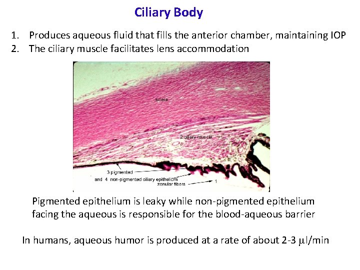 Ciliary Body 1. Produces aqueous fluid that fills the anterior chamber, maintaining IOP 2.