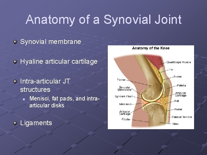 Anatomy of a Synovial Joint Synovial membrane Hyaline articular cartilage Intra-articular JT structures n