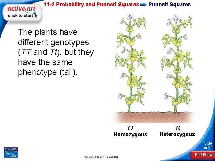 11 -2 Probability and Punnett Squares The plants have different genotypes (TT and Tt),